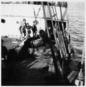 Unloading a cow from a ship