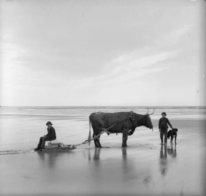 Bull, sledge, boys and dog at Surat Beach