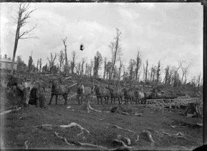 Team of horses hauling logs to the Rangataua sawmill.