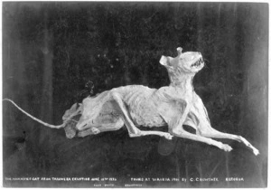 Mummified cat found after the 1886 Tarawera eruption