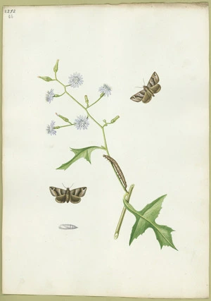 Abbot, John, 1751-1840 :Brown tip moth. [ca 1816-1818]