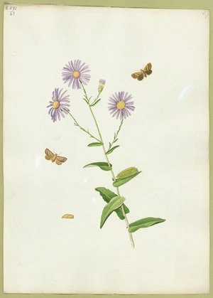 Abbot, John, 1751-1840 :Rufous snail moth. [ca. 1820]