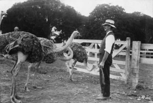 Man standing with ostriches at the Helvetia Ostrich Farm in Pukekohe, Waikato