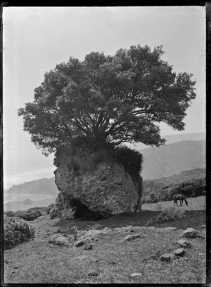 Pohutukawa tree growing on the top of a large rock at Piha.