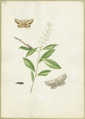 Abbot, John, 1751-1840 :Great waved looper moth. [Between 1816 and 1818]