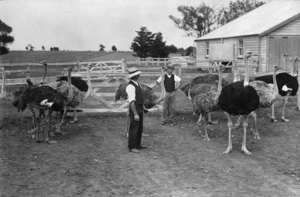 Men with ostriches at Helvetia Ostrich Farm in Pukekohe, Waikato