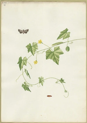 Abbot, John, 1751-1840 :Clouded dingy moth. [ca 1820]
