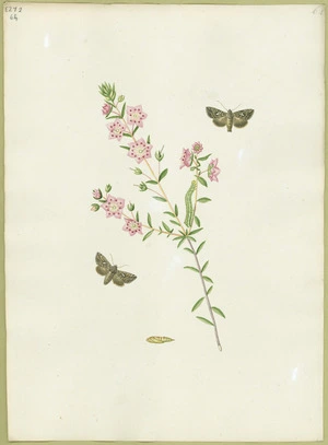 Abbot, John, 1751-1840 :Y' moth. [ca 1820]
