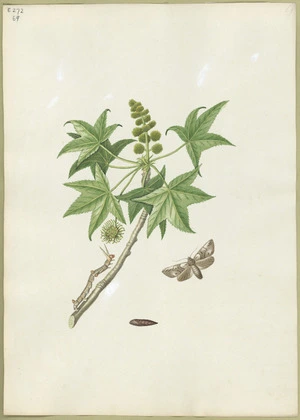 Abbot, John, 1751-1840 :Sweet gum moth. [ca 1820]