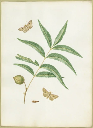 Abbot, John, 1751-1840 :Hiccory moth. [ca 1820]