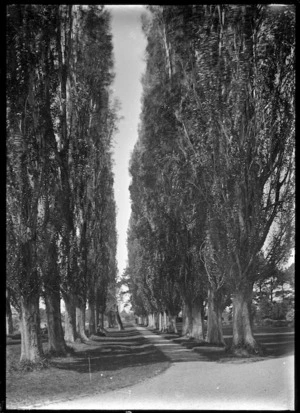 Path lined with poplar trees beside the Taruheru River, Gisborne.