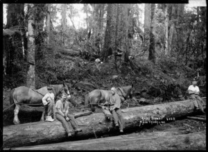 Kauri logs in the bush, main trunk line, North Island