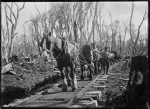 Horse-drawn rail timber wagon hauling a log to the mill at Horopito