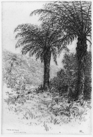Payton, Edward William 1859-1944 :Tree ferns, Wellington. [1887 or 1888]