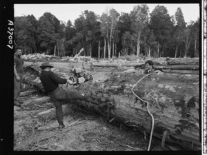 Sawing a totara tree trunk, Hauhungaroa Timber Company - Photograph taken by Edward Percival Christensen