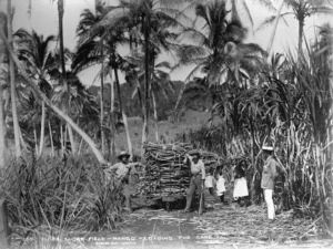 Burton Brothers 1868-1898 :View of men loading sugar cane in the fields in Mango