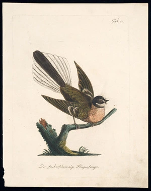 Artist unknown :Der faecherschwaenzige Fliegenfaenger. Tab. 50 [1792-1798]