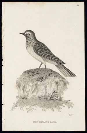Griffith, M, fl 1811 :New Zealand lark. [Plate] 48. Griffith [sculp. ca 1811]