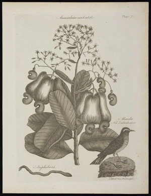 Bell, Andrew, 1726-1809 :Anacardium occidentale. Amphisbaena. Alauda. New Zealand lark [pipit]. A Bell Prin. Wal. sculptor fecit. Plate XVI [ca 1800]