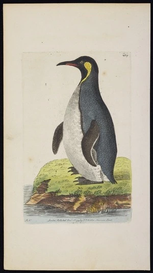Nodder, Richard Polydore, fl 1786-1820 :[Emperor penguin]. London. Published Dec 1st, 1799 by F P Nodder, Newman Street. [Plate] 409