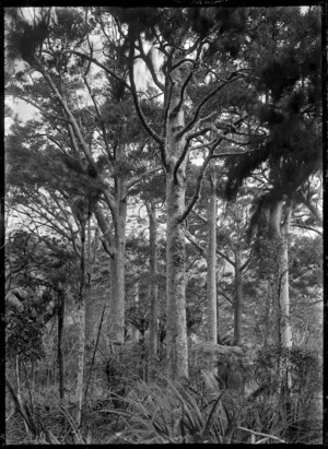 Kauri trees at Anawhata near Piha.