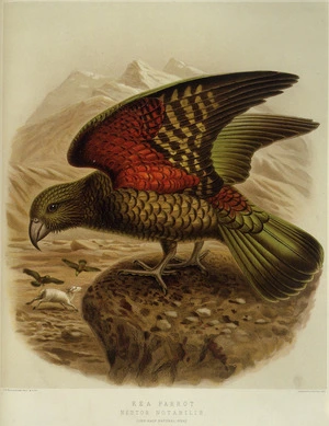 Keulemans, John Gerrard 1842-1912 :Kea parrot. Nestor notabilis. (One-half natural size). / J. G. Keulemans delt. & lith. [Plate XVIII. 1888].