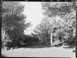 Seats and large trees on edge of lawn, Homewood, Karori, Wellington