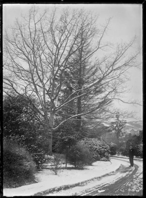View of the Dunedin Botanic Garden after a snowfall.