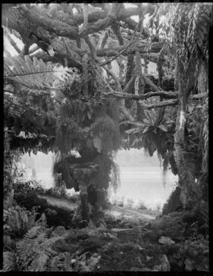 Conservatory interior, Homewood, Karori, Wellington