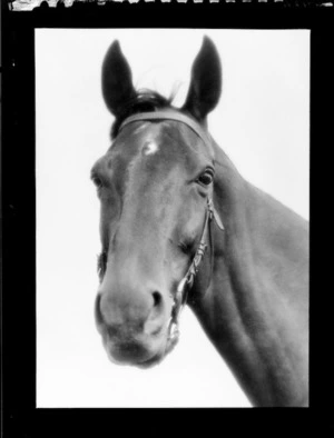 Head and neck portrait of Phar Lap (famous racehorse)