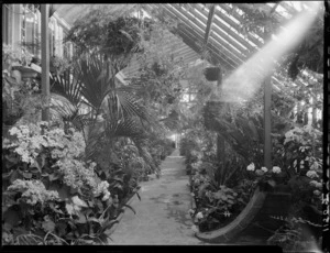 Conservatory interior, Homewoood, Karori, Wellington