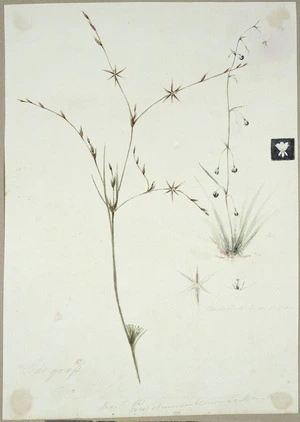 Mantell, Walter Baldock Durrant, 1820-1895 :Star grass. Dec 15 1850. First observed in blossom early in Nov.