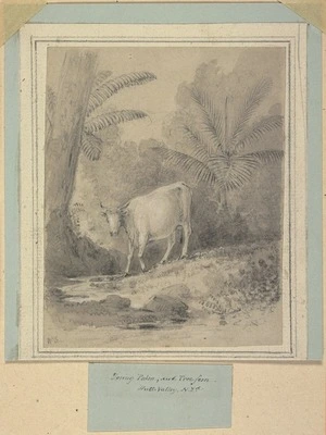 Swainson, William, 1789-1855 :Young palm and tree fern, Hutt Valley NZd. [ca 1849]