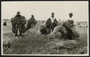 Green and Hahn :Photograph of men with wheat sheaves, Lincoln, Canterbury