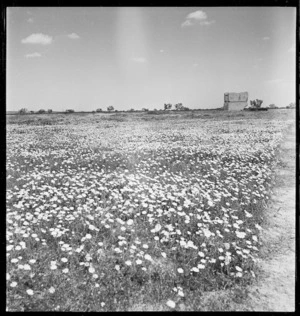 Flowers in fields near Sfax, Tunisia - Photograph taken by H Paton