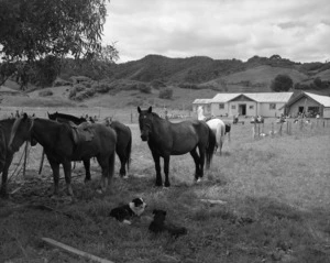 Horses and dogs in paddock next to the Torere Marae