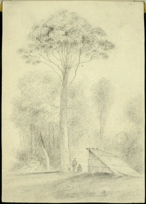 Swainson, William, 1789-1855 :[Rata tree, Hawkshead, Hutt Forest. ca 1845]