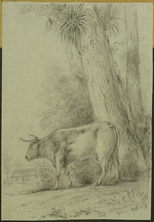 Swainson, William, 1789-1855 :Hutt cattle. 1847