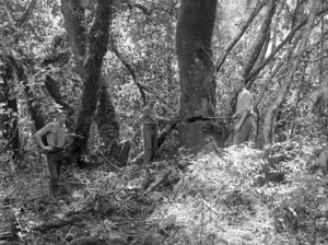 Three men using axes to fell trees