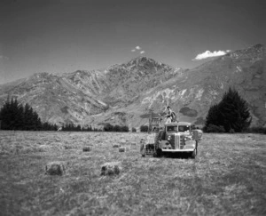 Haymaking in Queenstown