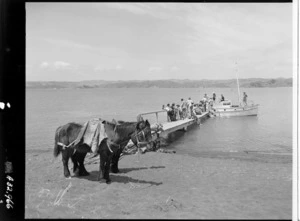 Shoreline at Kawhia harbour, with horses and a jetty
