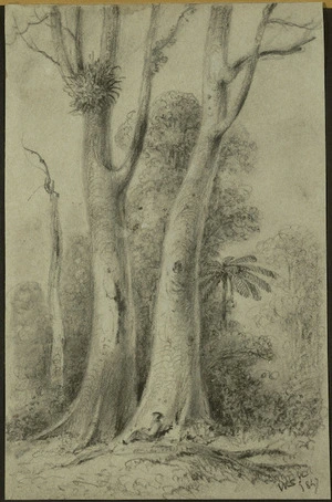 Swainson, William, 1789-1855 :Dead Puekatea tree, Hutt forest, 1847