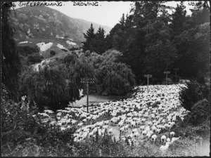 Sheep en route from the Gisborne district to the Waikato