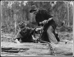 Westland bushmen working in the rain attach chains to logs at the State Forest in Westland before hauling to the mill