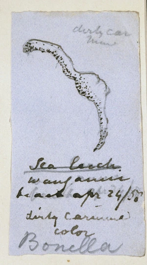 Taylor, Richard, 1805-1873 :Bonella, sea leach, Wanganui, dirty carmine colour. Apr 24 / [18]50.