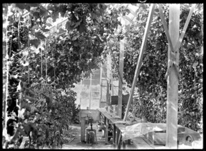 Interior of a glasshouse, with grape vines laden with fruit, and fruiting tomato plants, owned by Walter Percival at Otaki