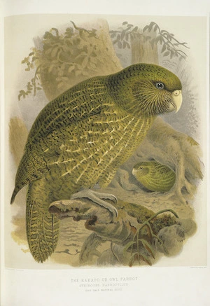 Keulemans, John Gerrard 1842-1912 :The kakapo or owl parrot. Stringops habroptilus. (One-half natural size). / J. G. Keulemans delt. & lith. [Plate XIX. 1888].