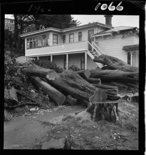 Felled trees at Ohiro Lodge, Brooklyn, Wellington.