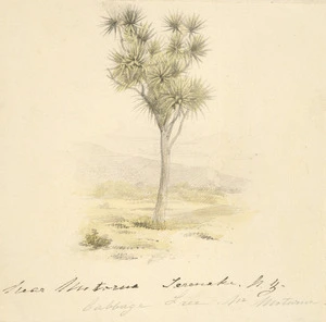 [Strutt, William], 1825-1915 :Cabbage tree, near Motorua [sic], Taranaki, N.Z. [1855 or 1856]