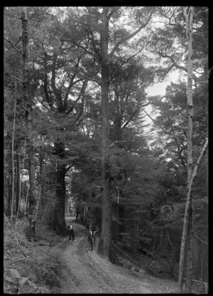 Beech trees in Chatsworth Road, Silverstream, 1933